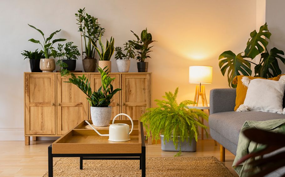 Living room filled with plants